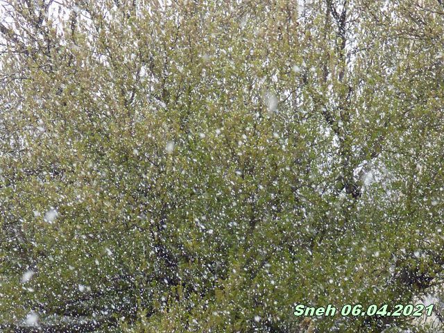 sneh 6 april
